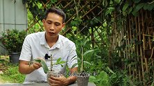 石斛兰受伤了不用担心！用一招，让它新芽噌噌冒出来
