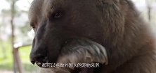 高大凶猛的棕熊居然可以和人类一起生活，让你的觉得这不再只是梦