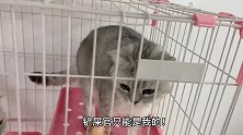 猫咪为了独占主人，故意把同伴挤走，喵：铲屎的只能是我一个人的