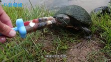 乌龟会吃冰棒吗？一口咬下去，根本停不下来