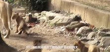 狮子们发生混战，结果被饲养员拿拖鞋平息，狮子：别打脸