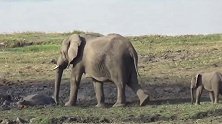 动物世界：河马大象之争