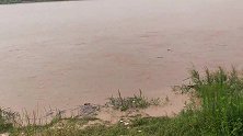 黄河泄洪涨水，村里大爷岸边围观，水浑了以后有大花头冲上岸过瘾