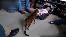 猫咪终于良心发现了，主动来看小宝宝，太有爱了！