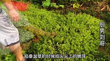垂盆草煮汤苦吗？农村大叔加上鸡蛋西红柿煮１锅，真不苦
