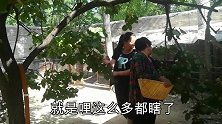 杏没熟家婆就摘了，说起原因真让人气愤，看把婆媳倆给气的