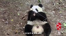 外国人有多爱大熊猫猎人看后：如果非要杀它，我宁愿用儿子代替