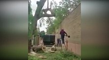 男子扛电锯砍树被“报复” 粗壮树枝猛甩将其撞飞