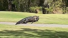 美国一条6米长鳄鱼嘴里叼着小鳄鱼 大摇大摆走在高尔夫球场