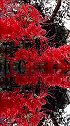 彼岸花开开彼岸，奈何桥前无奈何