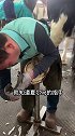 看看庞然大物的夏尔马是怎么修蹄甲的马 宠物美容