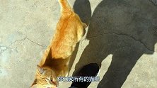 这猫上辈子绝对是个渣女！