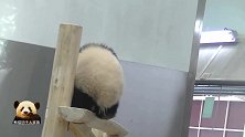 熊猫宝宝在独木桥上爬来爬去，小短腿儿未免太萌了吧！