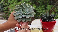 养多肉“慎用”磷酸二氢钾，只有这种情况再用，不然用一次就变丑