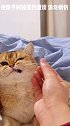 有些猫咪背地里竟然……舔！！！萌宠