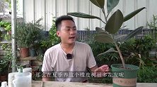 用了这几招，橡皮树新叶子蹭蹭长，三伏天长个不停