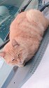 猫：铲屎的，你能不能别打扰我睡觉啊！
