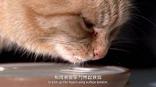 猫咪是优雅的，慢镜头下猫咪喝牛奶，慢条斯理的