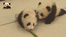 两只软绵绵的熊猫小不点儿，在镜头前小心翼翼卖萌，可爱至极