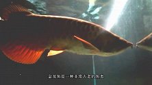 几十万一条的龙鱼，在原产地却被直接处理，国内为何那么值钱？
