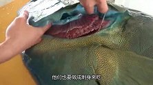 日本小伙17万买“外星鱼”，花纹漂亮像艺术品，切开鱼肉不敢吃