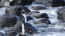 迷路了？南极企鹅流浪3000公里在新西兰上岸