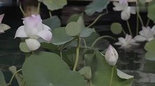 王一博肖战时尚芭莎拍摄，舔颜中，翩翩少年郎