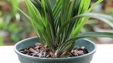 黑乎乎的一根棒，戳进兰花植料里，兰根系又壮又白又肥