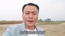 小伙到农田粉碎秸秆，无意间发现一只受伤的兔八哥，却不忍心抓它