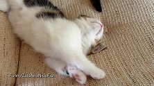 好奶萌的猫咪们啊，这奇葩的睡觉姿势，好好玩！