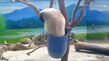 熊猫：救命啊我掉桶里了，快来救救我呀