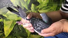 信鸽鉴赏：7岁龄的老种鸽，奧斯卡血统，曾经花费5000元引进