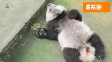 熊猫：我入睡只许一秒，不信我就现在就给大家表演一下
