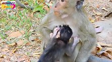 母猴很爱惜自己的孩子