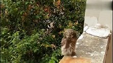 猫头鹰崽崽要离家出走，心碎，该怎么办