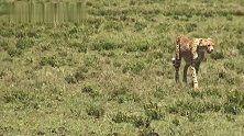 猎豹四兄弟捕获羚羊，瞬间抢光，鬣狗都来不及反应