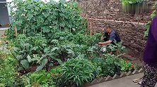 山东退休两口在农村前后院种菜养花，一夜风雨把瓜果蔬菜吹倒一片