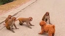 当泰迪遇上猴群，跨物种的世纪之战，终于要打响了