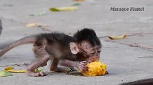 小猴子吃芒果太香了，生怕被抢走，终于猴妈来了！