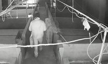蒙面男深夜偷猪如选美 左右环顾精挑细选三只小猪装麻袋