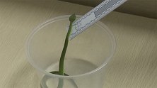 江苏张家港：小区车库窜出一条毒蛇，有人把竹叶青当宠物养？