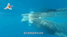 世界上最大的鱼，体长达到20米，还喜欢和人亲近