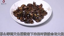 又到了抓“知了猴”的季节，教你一些小技巧，保证你抓的盆满钵满