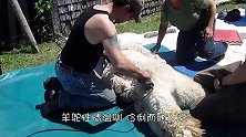 被剃光毛的羊驼恼羞成怒，看到人就撞，到底怎么了