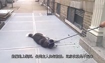 二哈闲来无事与主人掰手腕,下一秒,请忍住别笑!