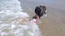 狗狗看见小女孩被浪花冲倒，立马上前叼住往岸上拽，好贴心