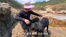 岛上深坑抽干同时发现石鲷鱼王和三刀鱼