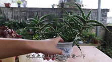 芦荟长得慢，1杯超级活力水往下浇，长势旺，叶儿胖成球
