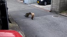 不知这是不是只花狸猫，打起架了太凶猛了
