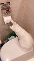 猫：铲屎的帮我扯点纸，我要擦屁股呢！